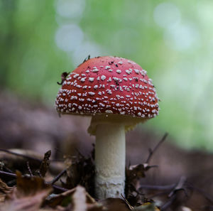 Close-up of mushroom growing in forest