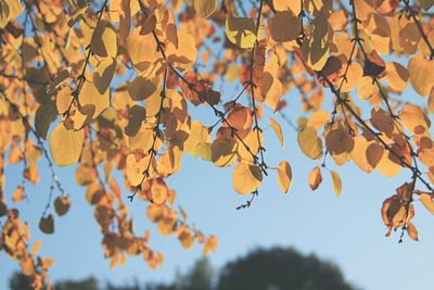 Low angle view of autumnal tree against sky