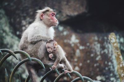 Close-up of monkey sitting outdoors