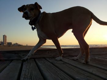 Dog looking at sunset