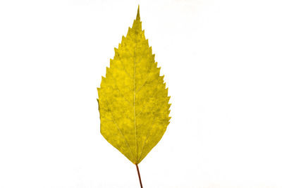 Close-up of yellow leaf against white background