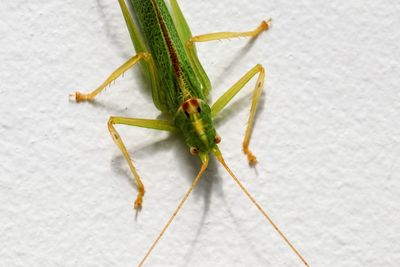 Close-up of insect