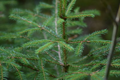 Close-up of fern