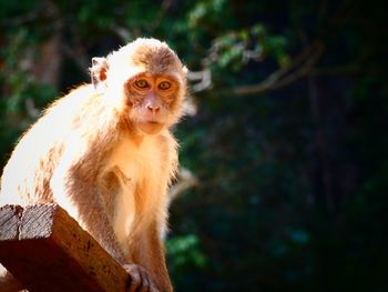 Portrait of monkey sitting on tree