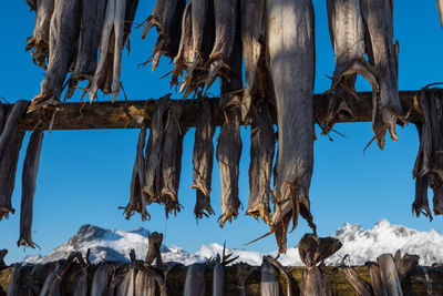 Low angle view of icicles hanging against sky