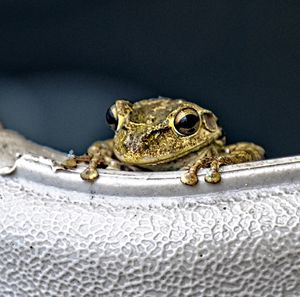 Close-up of frog