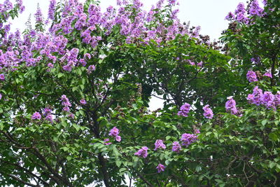 Pink flowers blooming on tree