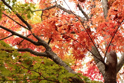 Low angle view of trees