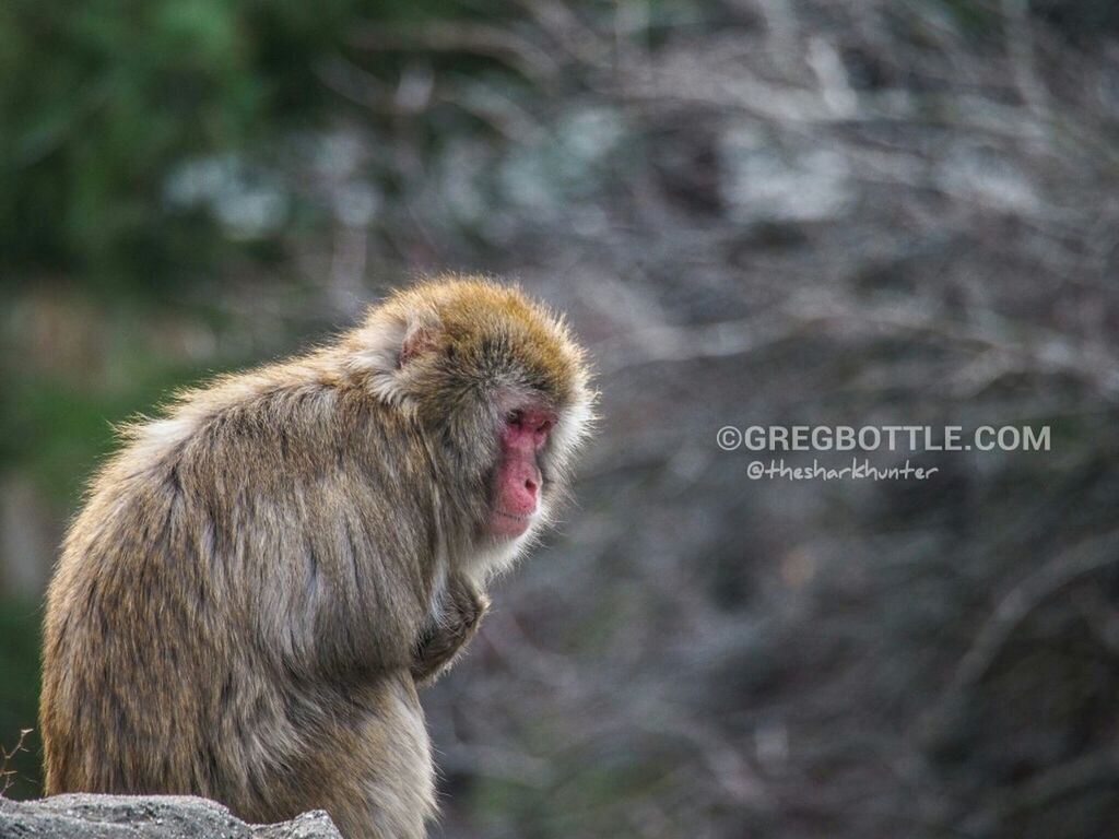 animal themes, mammal, one animal, focus on foreground, monkey, domestic animals, dog, pets, animals in the wild, close-up, wildlife, text, sitting, primate, day, outdoors, western script, no people, looking away, animal hair