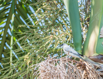 Close-up of a lizard on tree