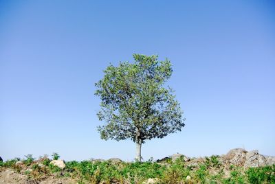 Low angle view of trees against clear blue sky