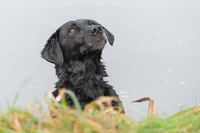 Close-up of a dog looking away