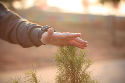 Close-up of hands holding plant