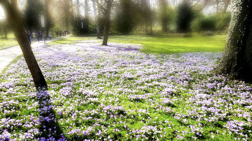View of flowers growing in park