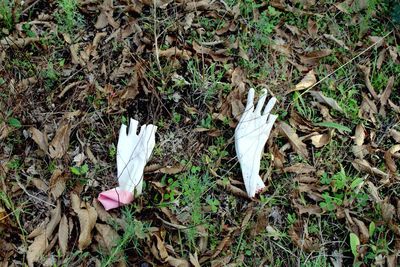 Leaves on field