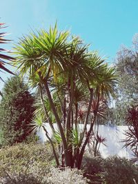 Low angle view of palm trees against sky