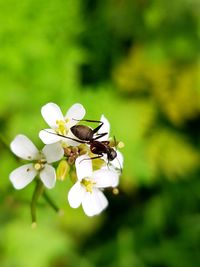 Close-up of ant on white flowers