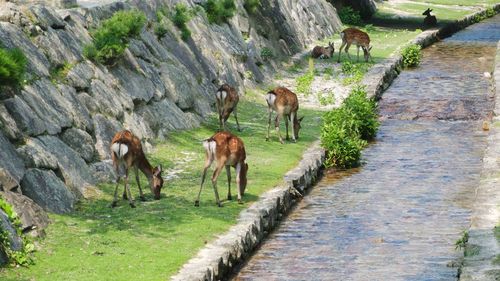 View of deer on rock