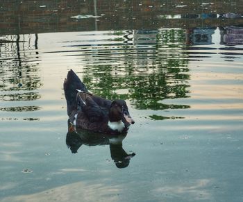 Close-up of duck swimming on lake