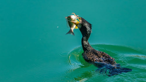 Bird hunting fish in sea