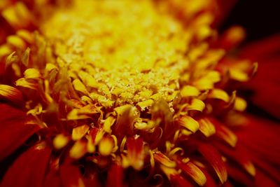 Close-up of yellow flowering plant