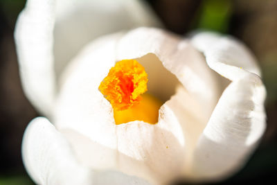 Close-up of white rose