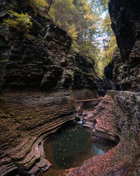 Reflection of trees in water