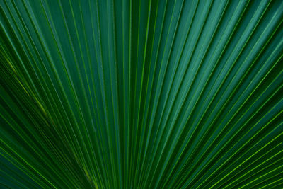 Closeup nature view of palm leaves background, dark tone concept.