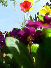 Close-up of pink flowers