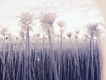 Plants growing on field against sky