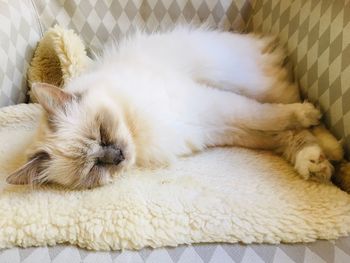 Close-up of cat sleeping