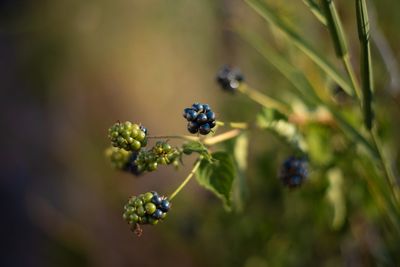 Close-up of berries growing on plant