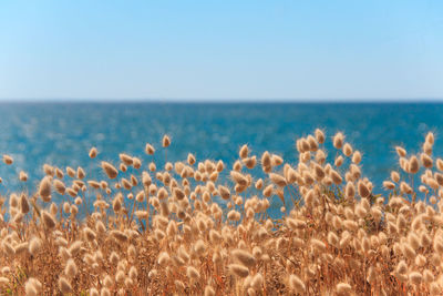 Scenic view of sea against clear blue sky