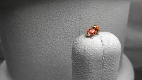 Close-up of ladybug on wall