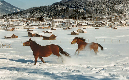 Horses on field against sky during winter
