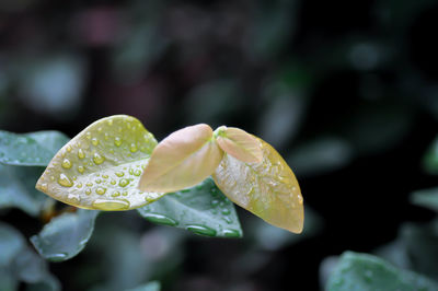 Close-up of water drops on leaves