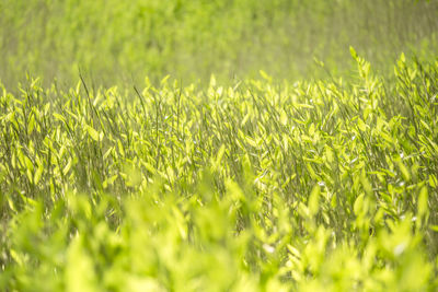 Full frame shot of fresh green field