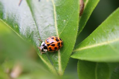 Close-up of butterfly on leaf