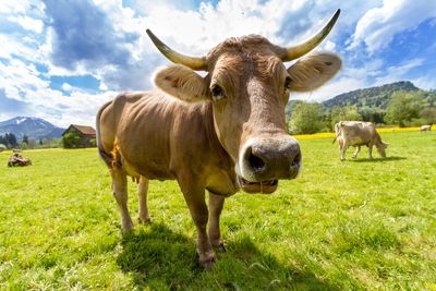 Cow standing on field