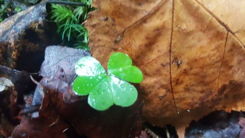 Close-up of raindrops on plant