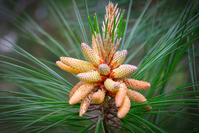 Close-up of flower growing on plant