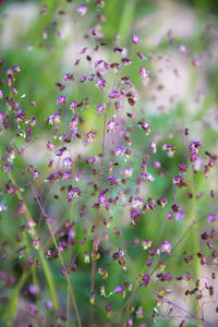 Low angle view of pink flowering plants