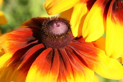 Close-up of orange flower