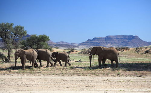 African elephants walking on field against clear blue sky