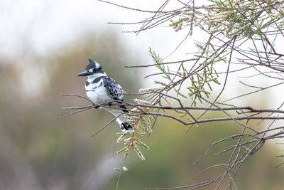 Close-up of bird perching on twig