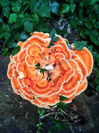 High angle view of orange mushrooms growing on land