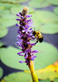 Close-up of bee on purple flower