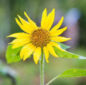 Close-up of yellow flower blooming outdoors