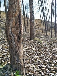 View of trees in forest