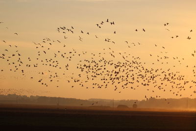 Low angle view of birds flying over landscape